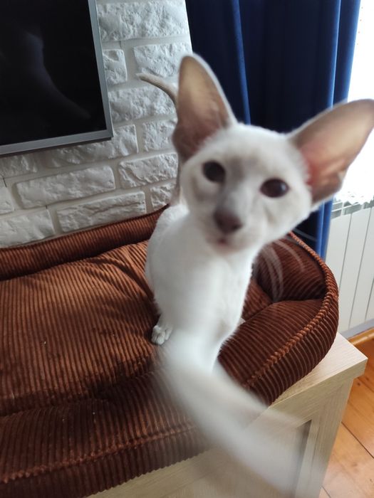 Kotka syjamska rodowód Fpl