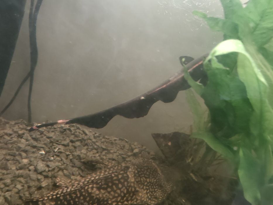 Sprzedam 4 dorosłe ryby