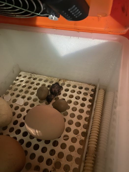 Ovos de codorna chinesa