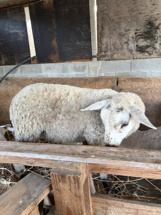 Borregos Inra 401 x Suffolk