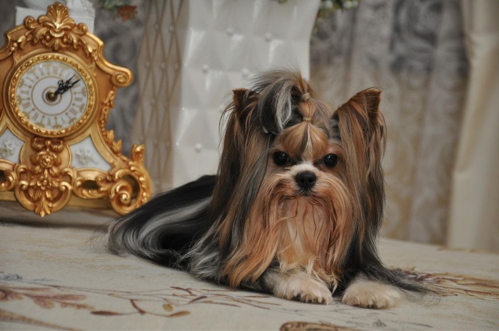 Маленький красунчик бівер йорк,  вязка