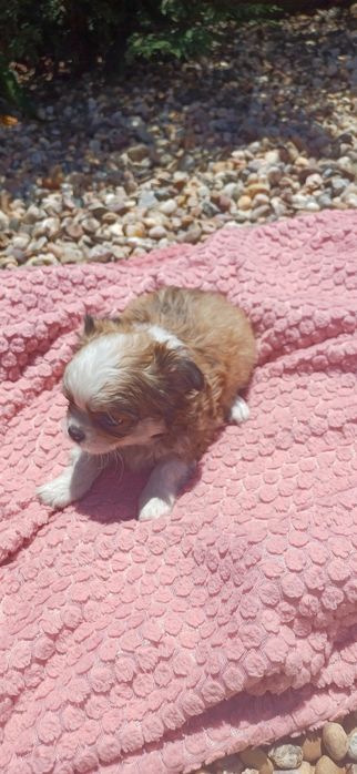 Chihuahua macho de pêlo longo
