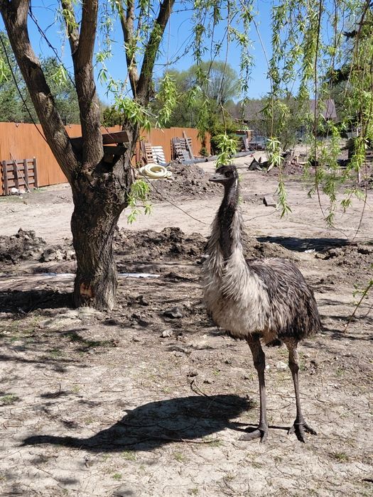 Emu samiec 4lata i samica 6lat
