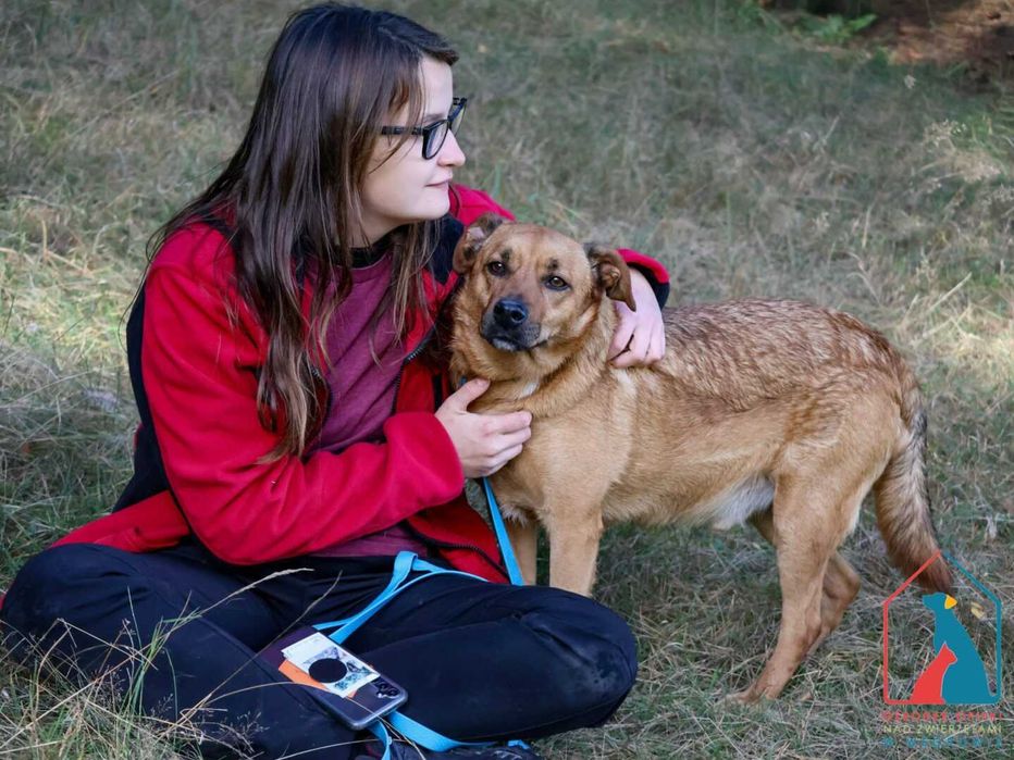 Pies który uwielbia się przytulać, lubi psy i koty - adoptuj