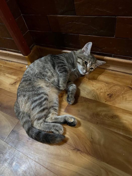 Казкові кошенята ШУКАЮТЬ родини!