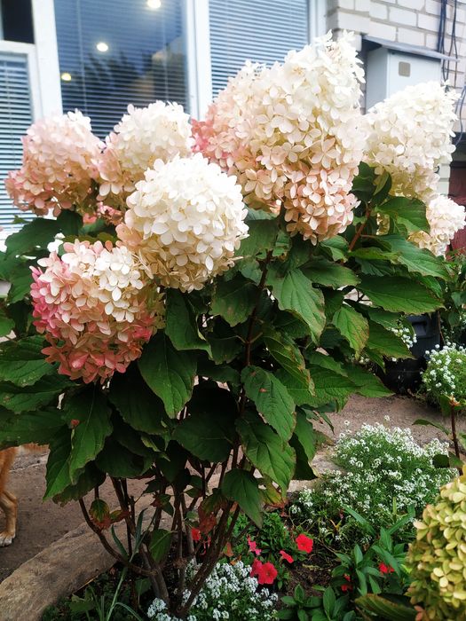 Саженцы гортензии двухлетние