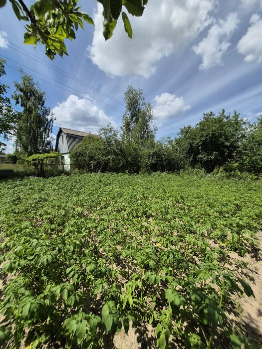 Продаж чудової дачі . 10 сот землі. Березанка