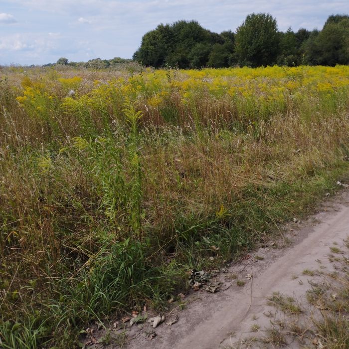 ділянка 20 соток  некрасово