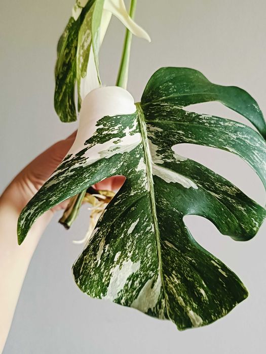 Monstera variegata - sadzonka