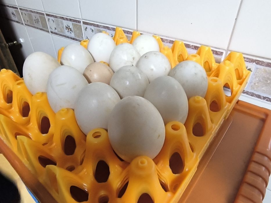 Ovos de pato mudo