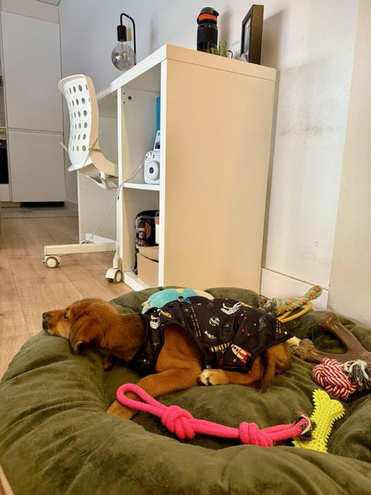 Cadela bebé para adoção responsável