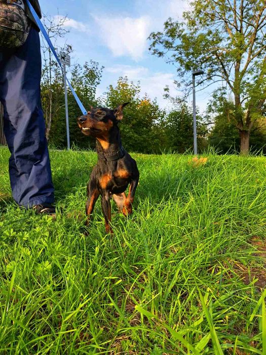 Перевозка животных