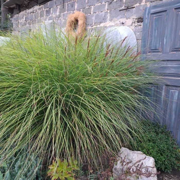 Міскантус китайський