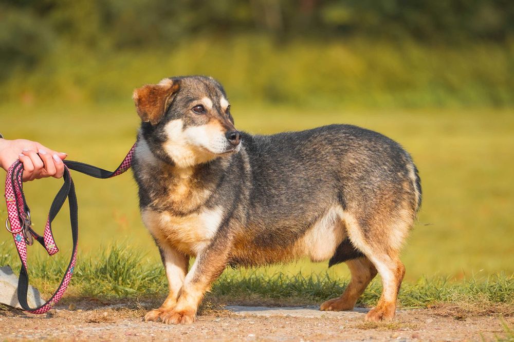 Amador - łagodny, niewielki pies
