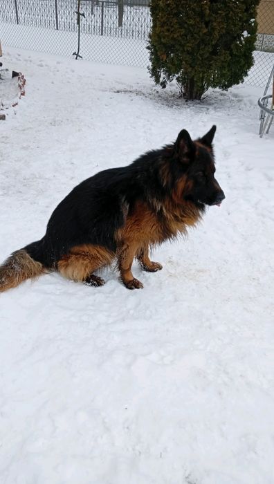 Sprzedam psa owczarka niemieckiego długowłosego