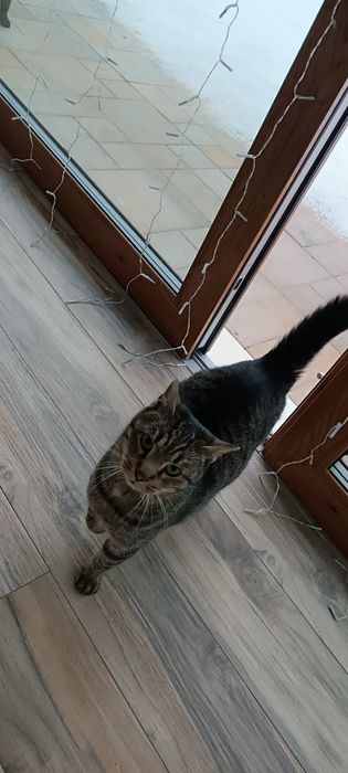 Kotka Halina szuka domku