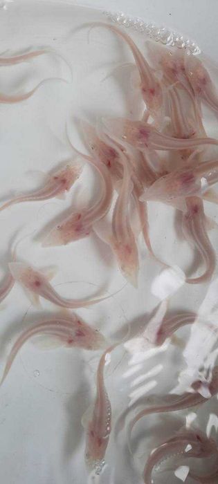 Рибна ферма вирощує осетра