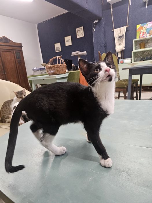 Kto pokochać Krówka ? adopcja Rybnik