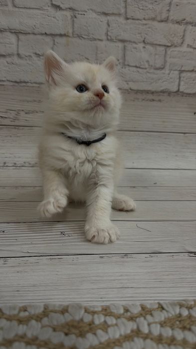 Кошенята Мейн-кун