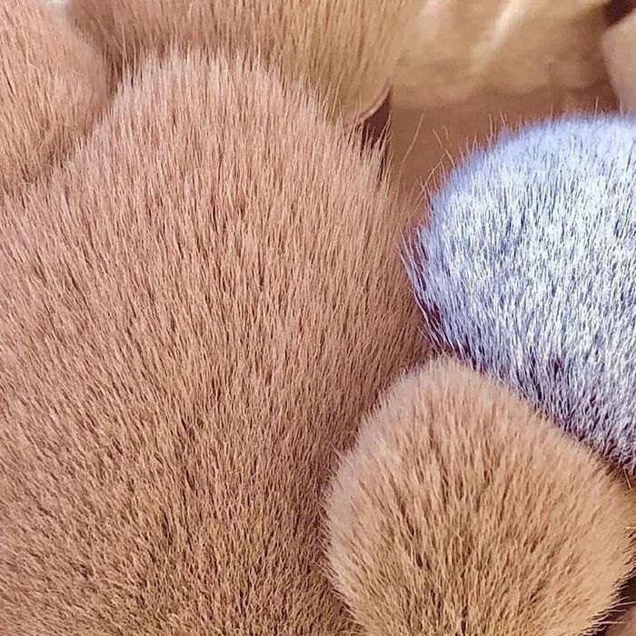 13 pinceis de maquiagens