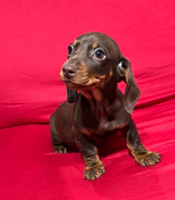 Macho Teckel Miniatura Chocolate Pelo Curto