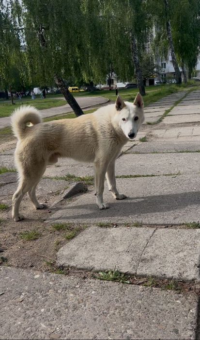 Кобель Куба, вік два роки