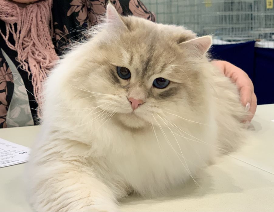 Kocurek Neva Masquarade Kot Syberyjski