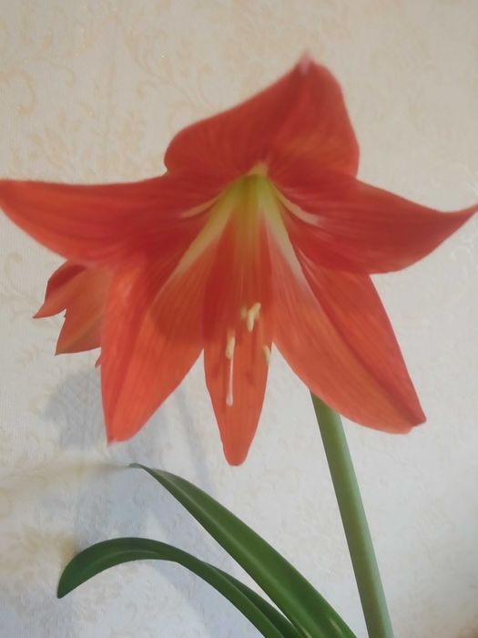 Продам гиппеаструм дітки