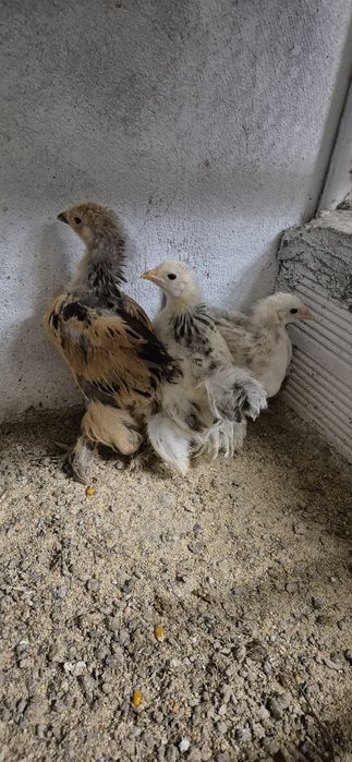 Varias aves pavões