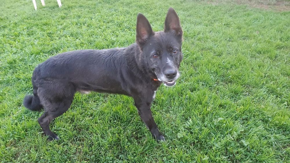 Cão porte médio para adoção