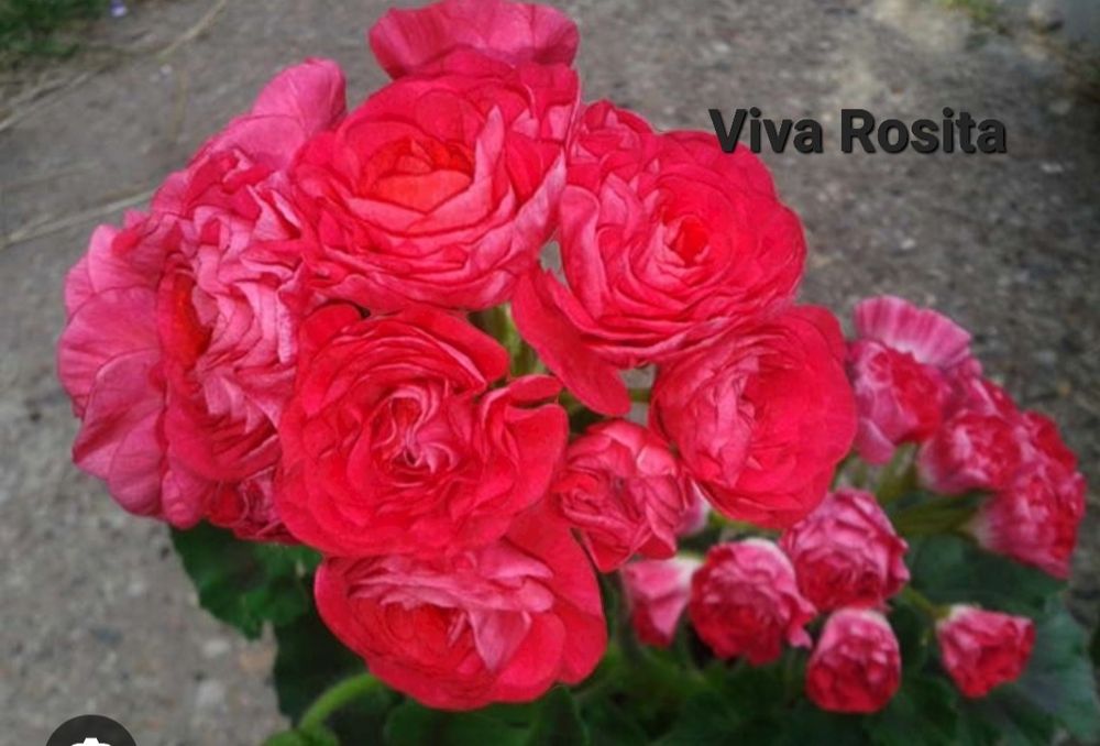 Пеларгонія/50 сортів