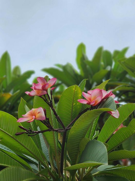 Plumeria rubra – frangipani – 5 nasion NASIONA