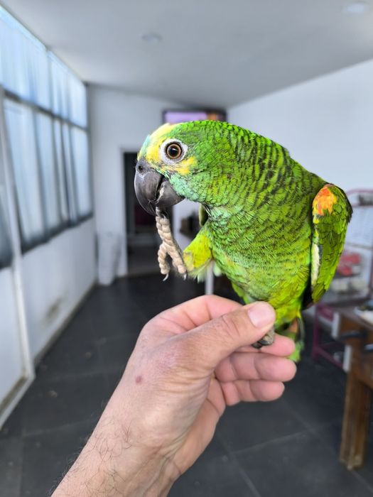 Papagaio Amazona aestiva