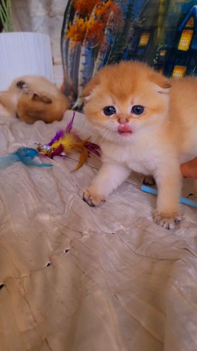 Ручные котята. Малыши золотая шиншилла.