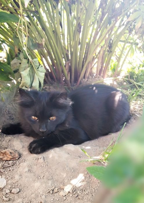 тварини Коти 6 місяців