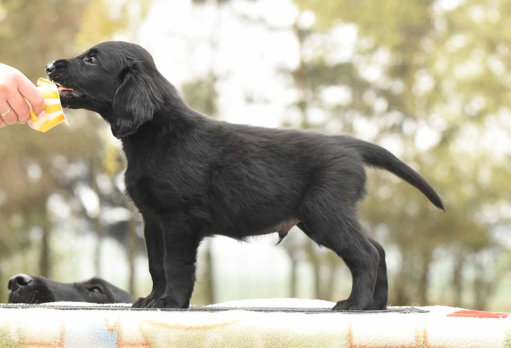 FLAT COATED RETRIEVER - czarny chłopczyk odb Maj
