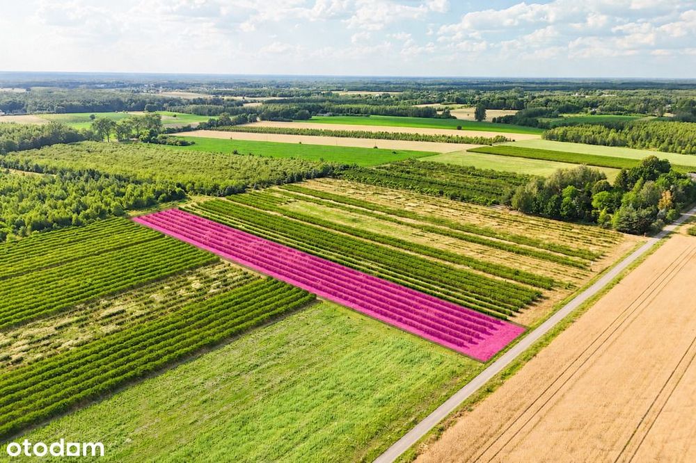 Przepiękna działka budowlana 5955 m² z WZ - OKAZJA! - Widok 5