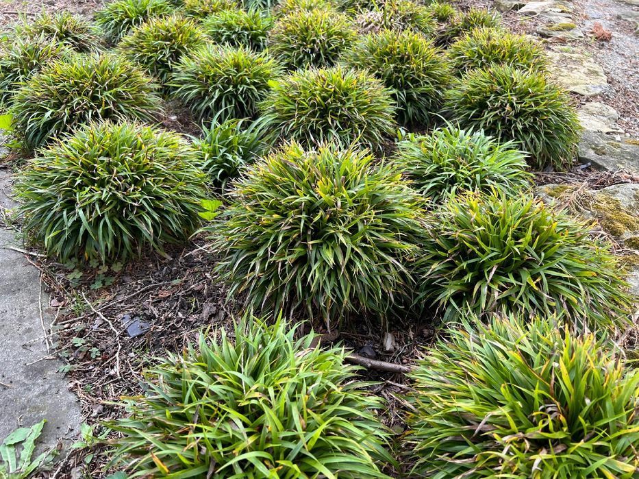 Kosmatka owłosiona 'Igel' (Luzula pilosa 'Igel')