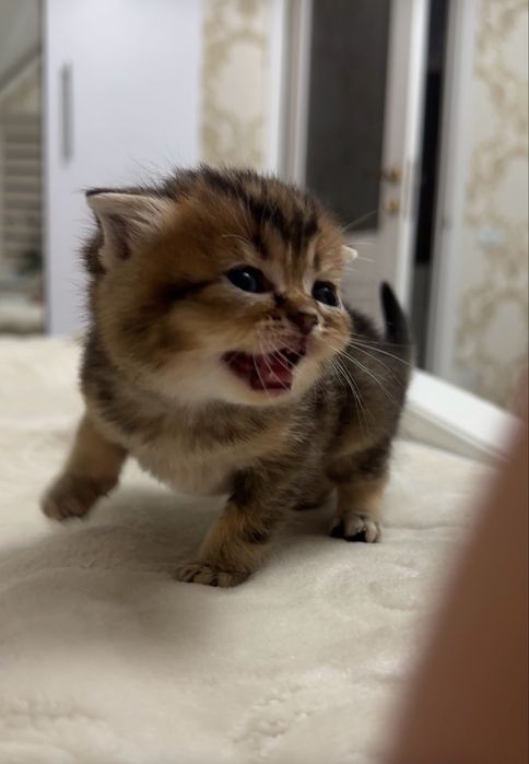 Шотландський котик