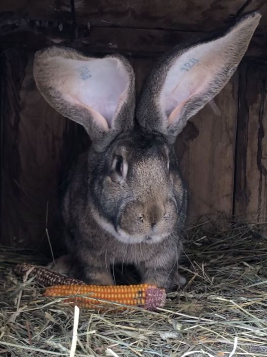 Продам кролики  разные виды