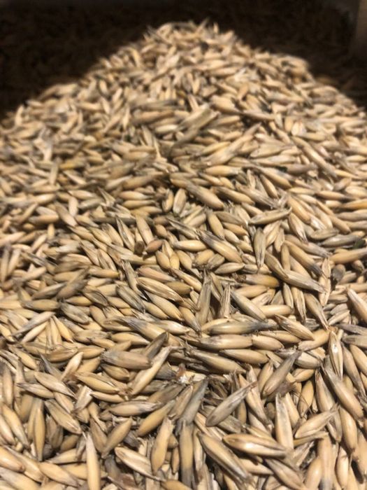 Продам овес.