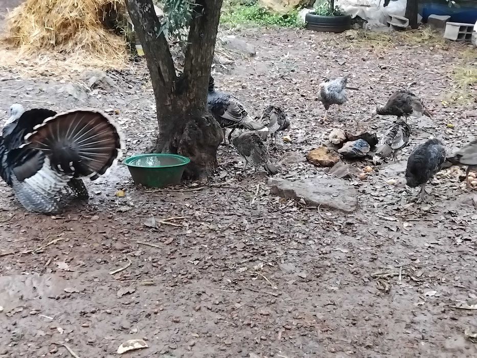 Perus machos e fêmeas  caseiros