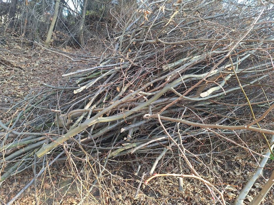 Gałęzie-opał-Oddam za darmo