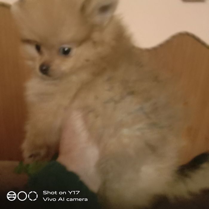 Хлопчик Померанський шпіц