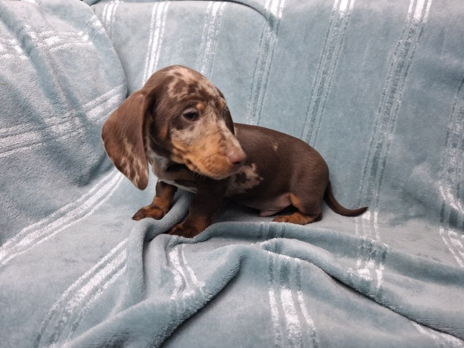 jamnik miniaturowy piesek choco merlle