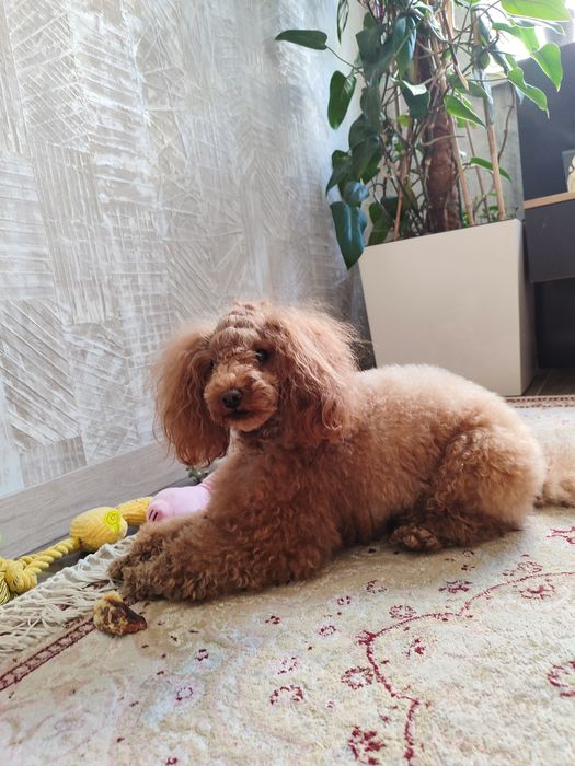 Вязка той пудель