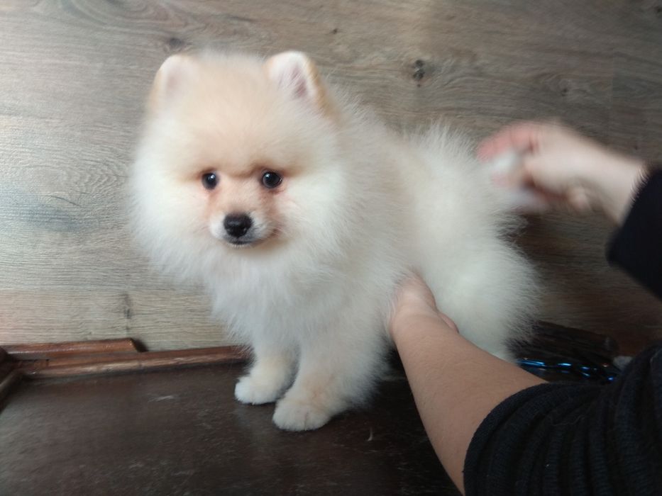 Шпіц померанський