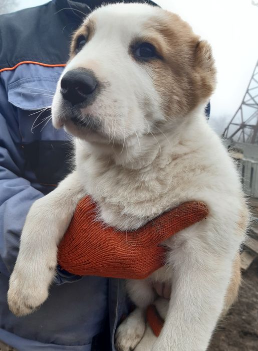Щенки Среднеазиатской овчарки Алабай