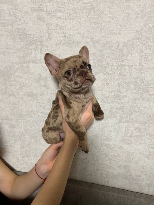 Девочка французского бульдога