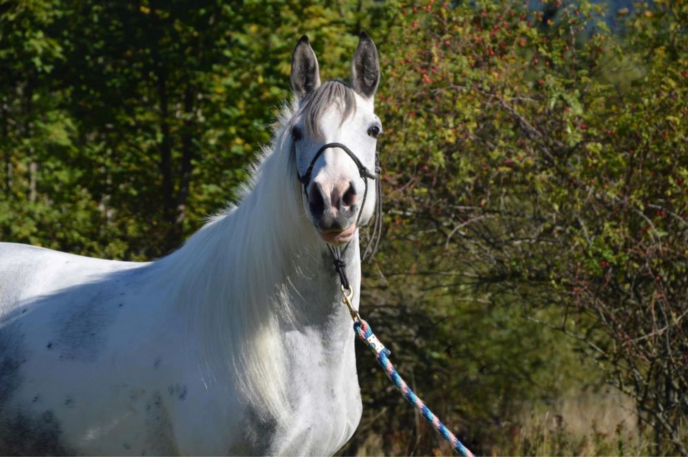 Klacz o wyjatkowje maści